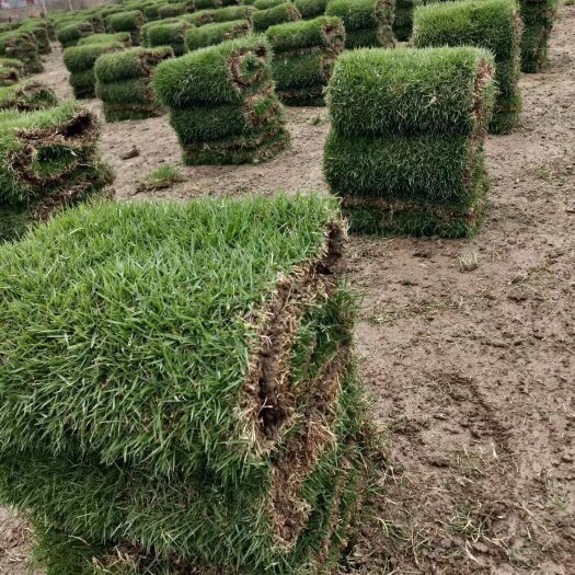 郴州马尼拉草皮