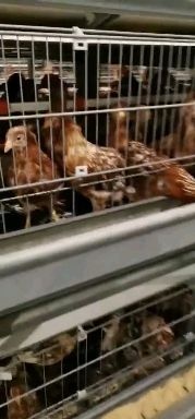毕节青年鸡 2斤以下 母