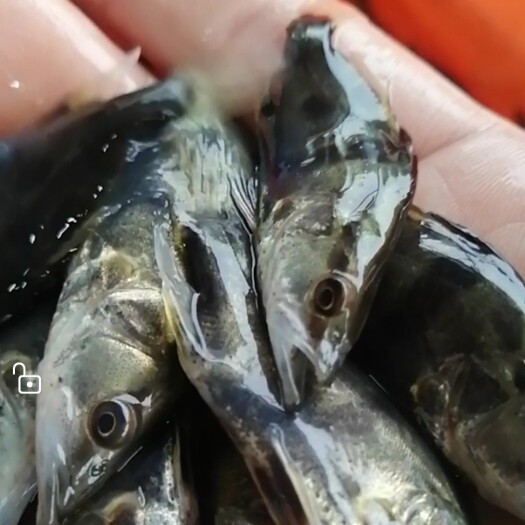 上高县 5678公分桂鱼苗