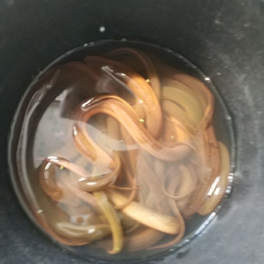 垫江黄鳝 大小都有，共同发展理念，财富一起赚