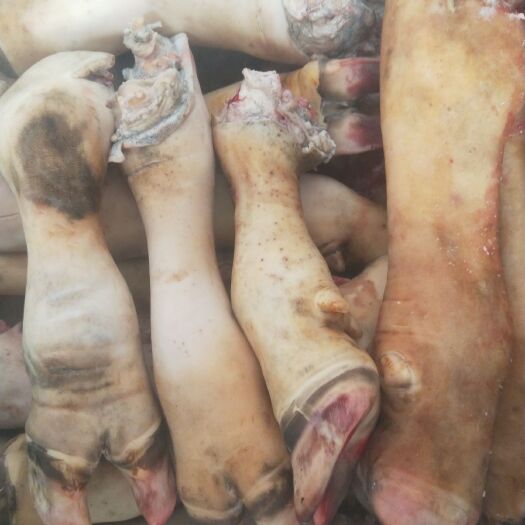 广州牛蹄  水牛脚