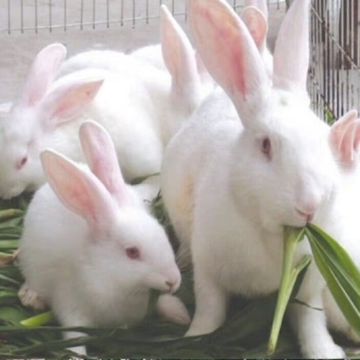 新沂市 兔子幼崽，新西兰兔，包繁殖，包邮