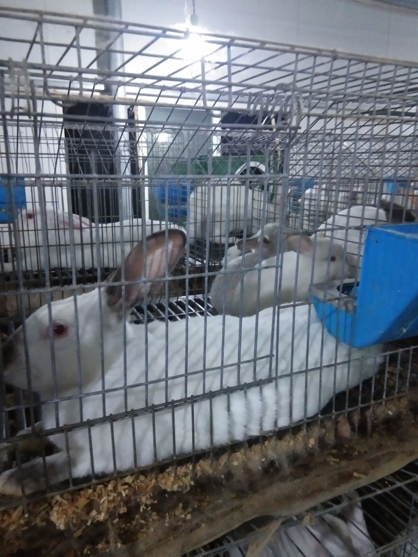  长年供应种兔，商品兔，肉免，小兔子，欢迎各位老板来电咨询，