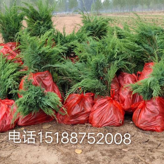 曲阳县沙地柏