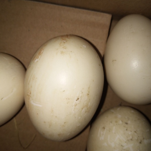 盱眙县番鸭种蛋 大花飞鸭种蛋