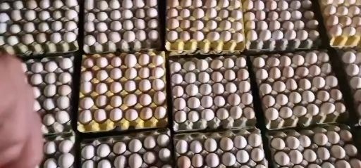 郑州粉壳蛋  精品粉蛋