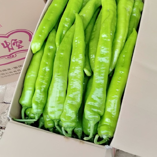 菏泽 精品辣椒