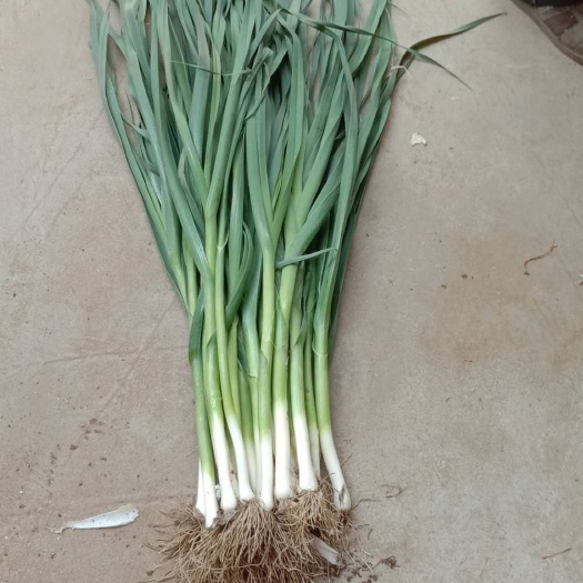 定州市 自己家种植蒜苗，随时可以订货