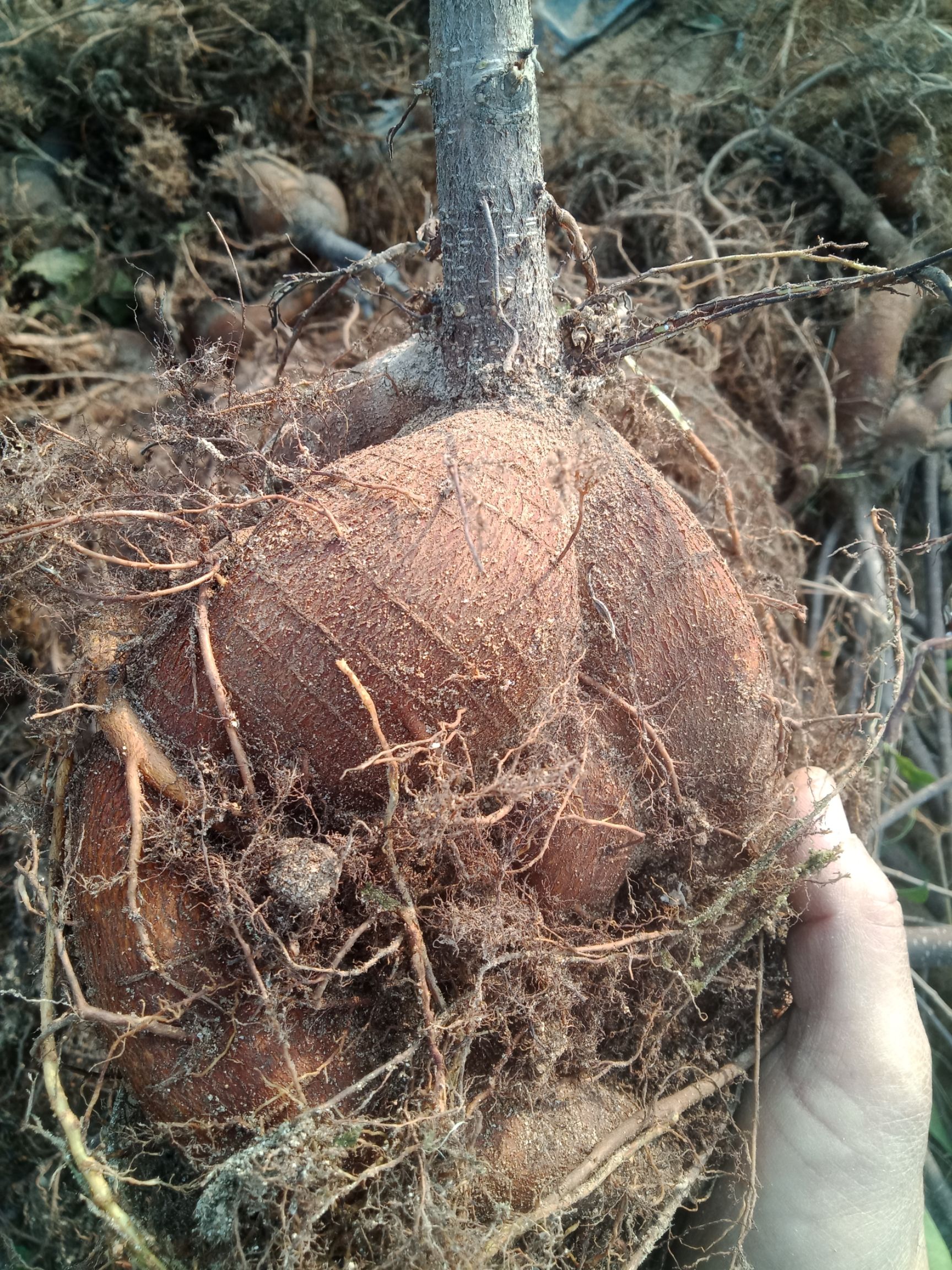 人参榕 基地直发