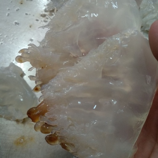 海蜇头 海蜇皮，头花大型加工厂直供