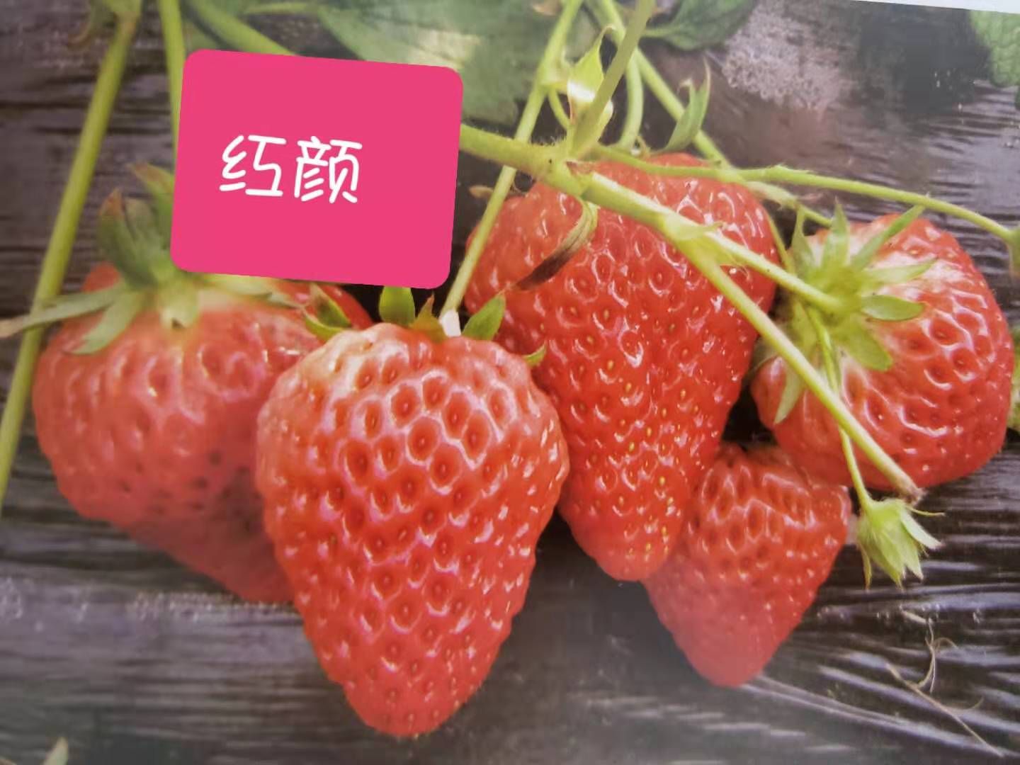 红颜草莓苗 红颜种苗，又叫牛奶草莓，口感香甜，果个大，产量高