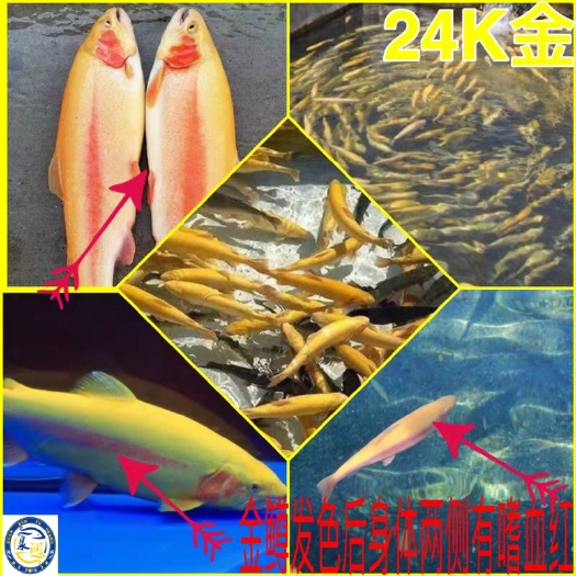 虹鳟鱼鱼苗  虹鳟金鳟鱼苗，大量出售，欢迎订购。