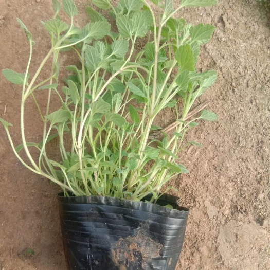 青州市 荆芥，篮花荆芥，常年销售各种绿化苗木。