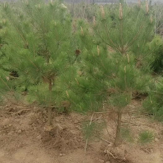 徽县白皮松苗 油松杯苗！国槐！白皮松杯苗！