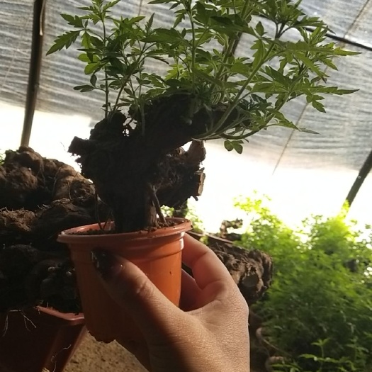 昌黎县黄荆桩 微型小盆景