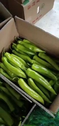 诏安县黄皮辣椒 黄皮尖椒