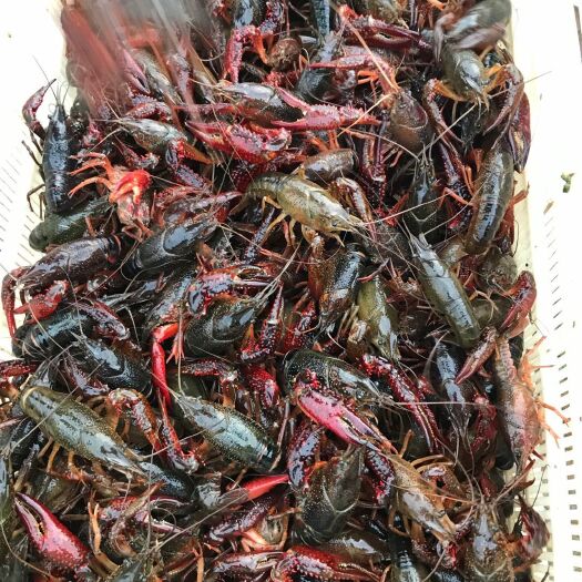 武汉 湖北清水小龙虾批发