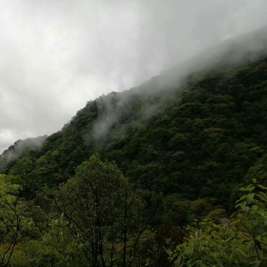 黄山 中国名茶【瑞福云太平猴魁】兰花香型2020年五一献礼