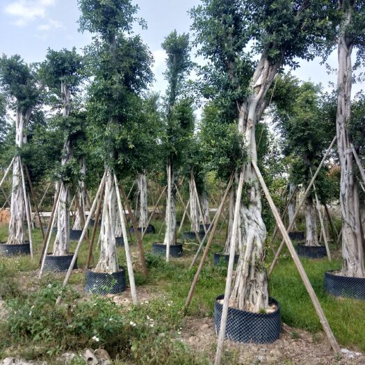 普宁市 小叶榕树移植苗有需要的老板进来逛逛