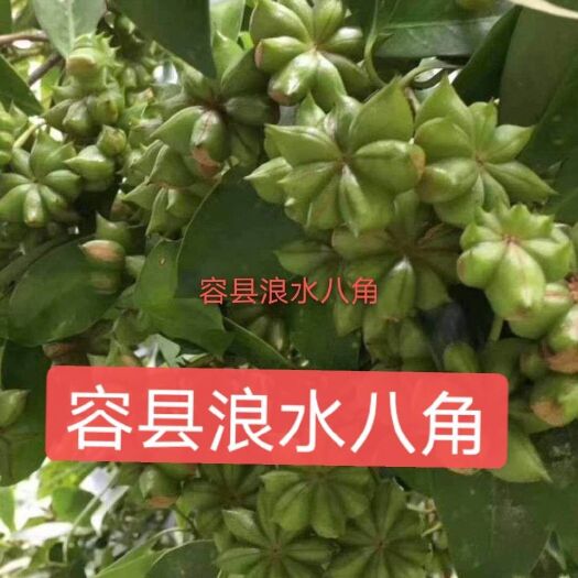 容县八角树苗  八角地苗嫁接苗