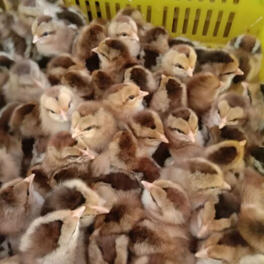 南宁清远2号麻鸡苗 统货