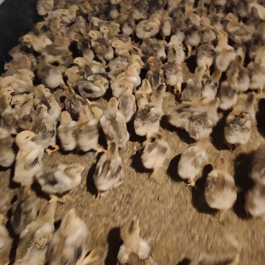 封开县k9肉鸡苗882 麻黄k9脱温鸡，常年有货