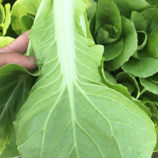 曹县精品快菜小白菜长期供应，万亩基地直供，欢迎新老客户