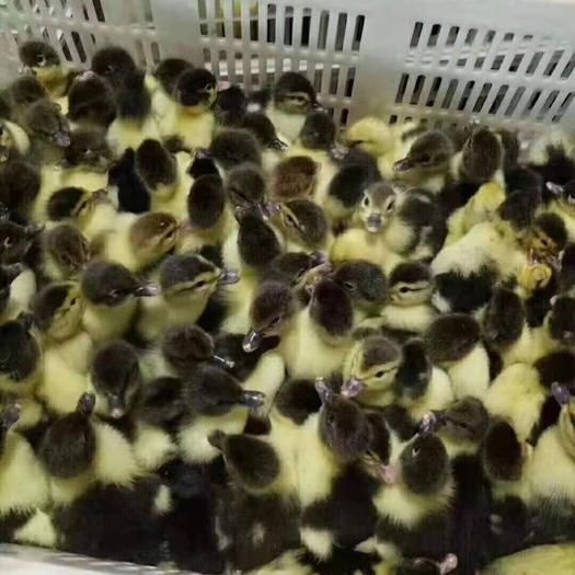 涟水县番鸭苗 麻鸭番鸭肉鸭等