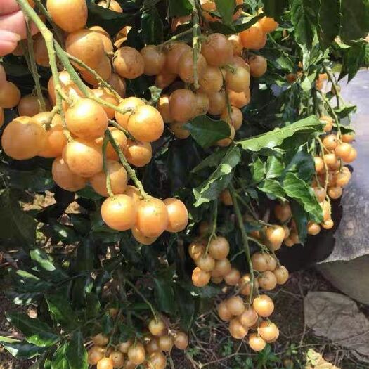 灵山县黄皮果直生苗 出世甜黄皮苗