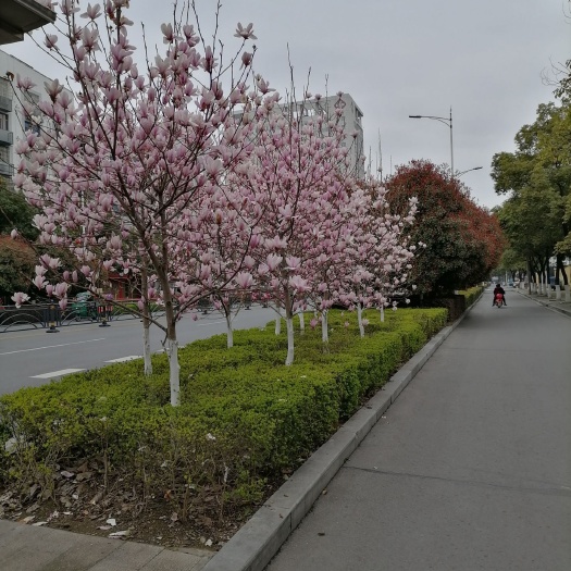 枝江市全冠香樟