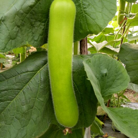 常熟市 好瓠子，瓠瓜。中瓠子