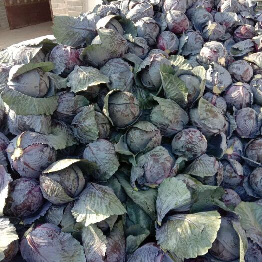 紫包菜  【陕西紫甘蓝】千亩基地直供，个头下大量供应