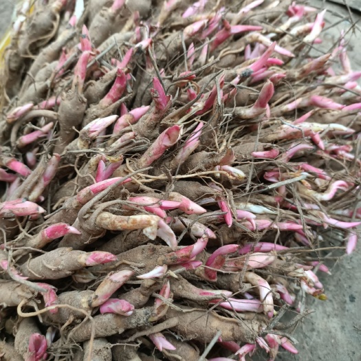 亳州赤芍种苗 芍药苗 赤芍苗