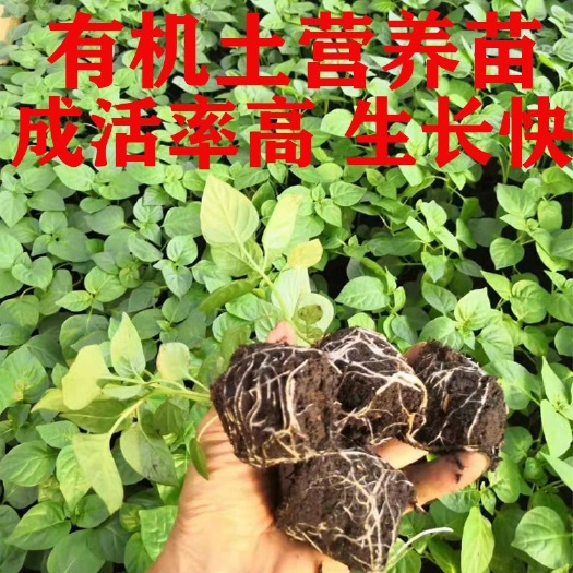 容县 广西七彩椒苗五彩椒辣椒苗泡椒苗阳台盆栽苗