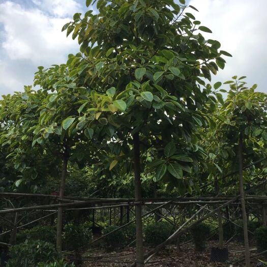 普宁市富贵榕 花叶榕 8-15-20公分假植苗批发出售
