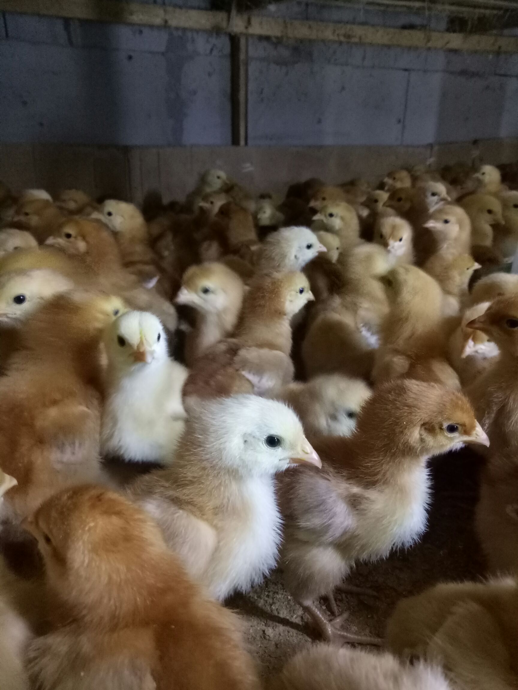 肉鸡苗  红羽380鸡苗，成年5斤左右