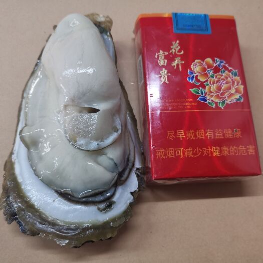 台山市牡蛎  台山大蚝2-3个/斤 场地直发 烧烤蚝