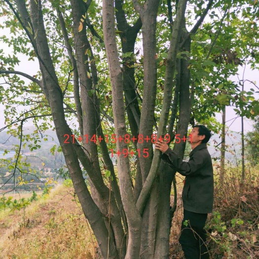 孝昌县 丛生十杆朴树