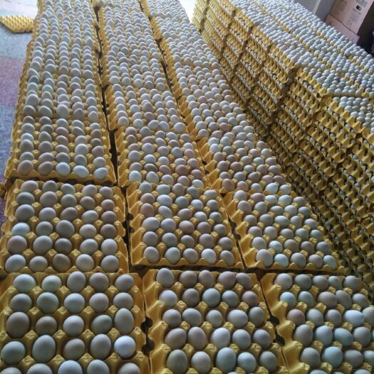 东台市粉壳蛋  批发全国各地 草鸡蛋 虫草蛋 绿壳蛋…