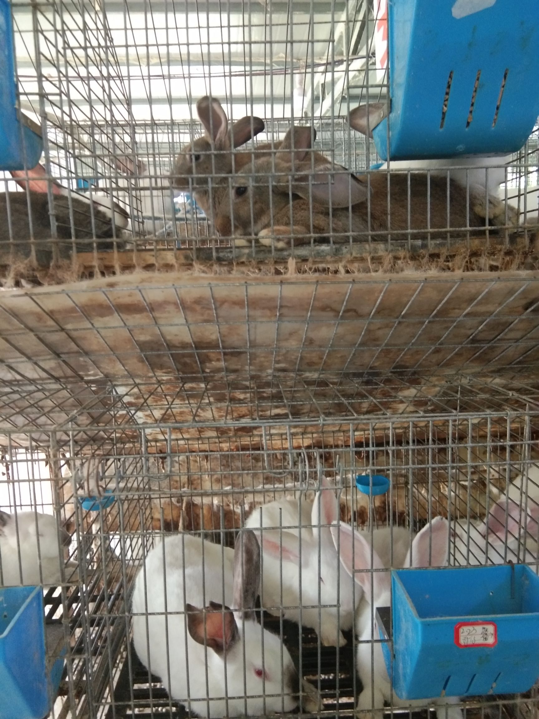  长年供应种兔，商品兔，肉免，小兔子，欢迎各位老板来电咨询，
