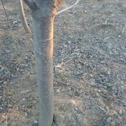 赞皇县 樱桃苗  嫁接苗