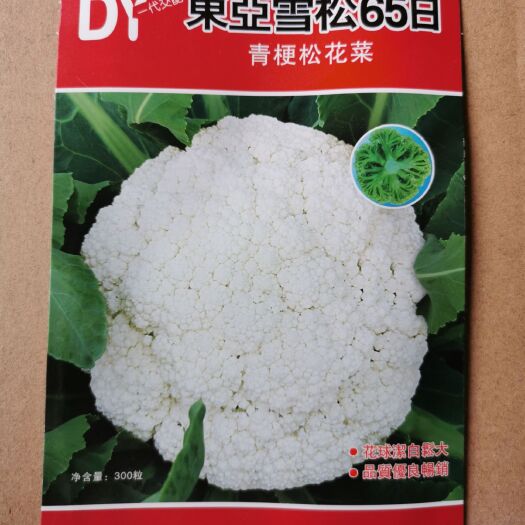 瑞安市雪松种子 青梗花椰花65天