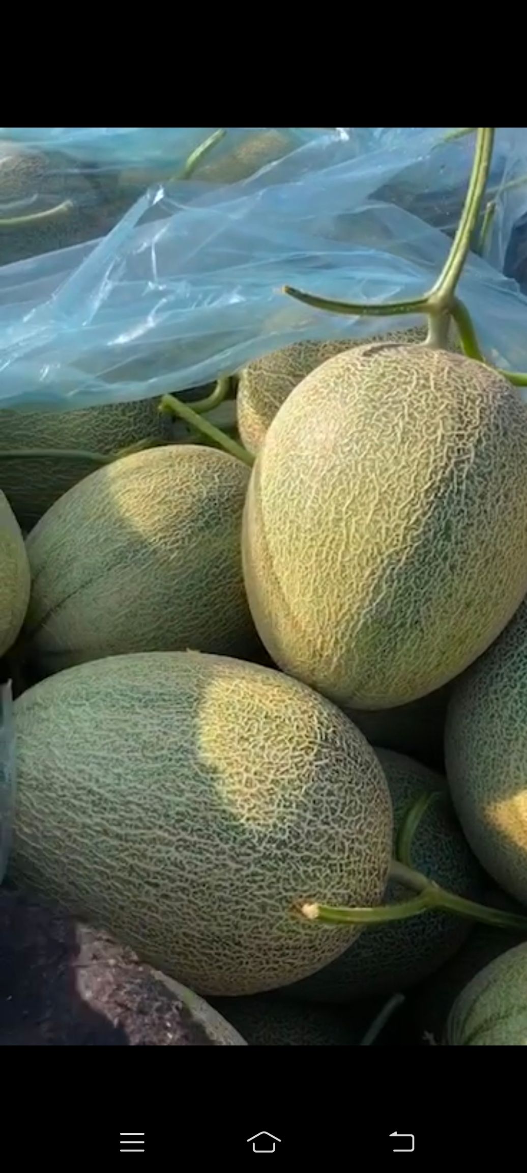 胶蜜25号  晓蜜25号 大量上市了 甜度高