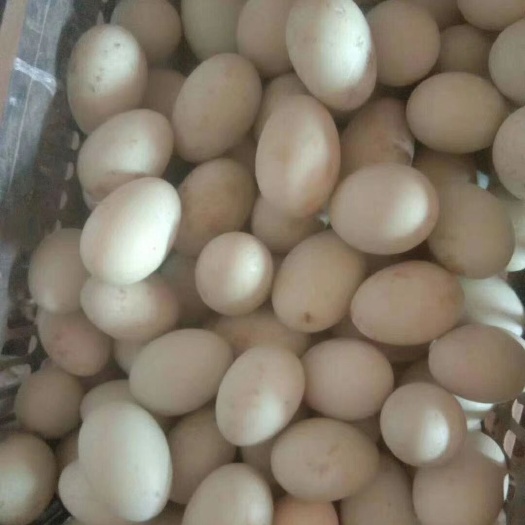 临漳县 鸭蛋