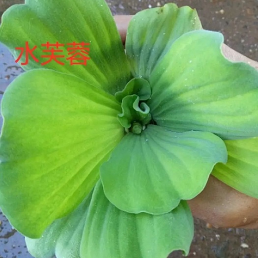 宿迁水芙蓉植物浮萍水葫芦水生水养水浮莲苗水培鱼缸水草水面漂浮花