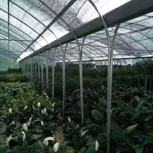 沭阳县育苗温室大棚  种植育苗大棚