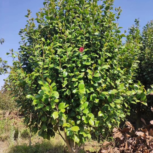 长沙 供应山茶花树3－10公分 批发庭院观赏树 量大从优 价格优惠