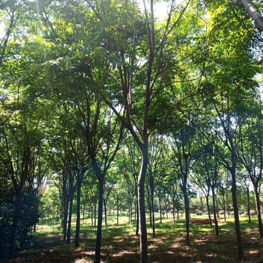 九江黄山栾树 红榉树