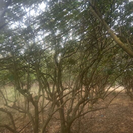 成都厚朴树 各种大小风景树