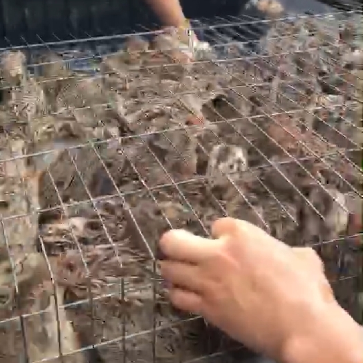 南宁山鸡苗 统货